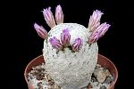 Mammillaria Herrerae D. 4 € 28.00